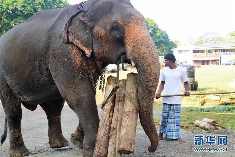 （國際·圖文互動）（7）探訪科倫坡“納瓦姆月圓節”游行大象營地