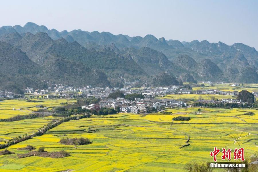 Rapeseed flowers in full bloom at Wanfenglin scenic spot in Xingyi City, Southwest China’s Guizhou Province, Feb. 21, 2019. With rapeseed fields spanning 667 hectares, the scenic spot is a huge attraction to tourists who like the yellow flowers. (Photo: China News Service/He Junyi)