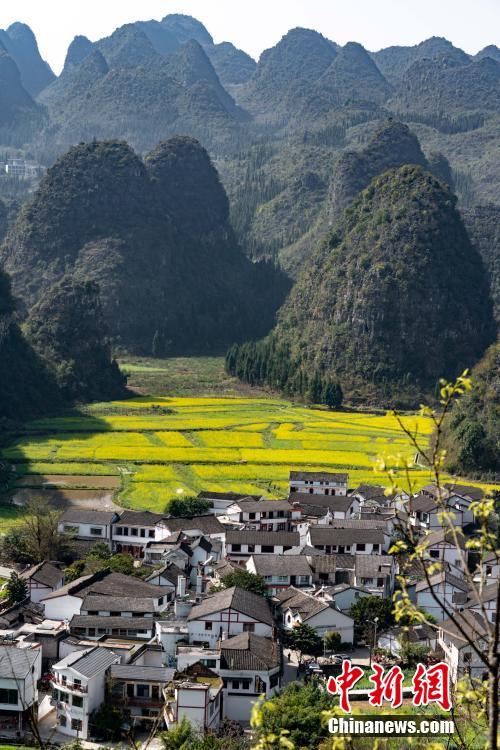 Rapeseed flowers in full bloom at Wanfenglin scenic spot in Xingyi City, Southwest China’s Guizhou Province, Feb. 21, 2019. With rapeseed fields spanning 667 hectares, the scenic spot is a huge attraction to tourists who like the yellow flowers. (Photo: China News Service/He Junyi)