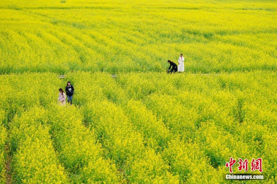 Rapeseed flowers in full bloom at Wanfenglin scenic spot in Xingyi City, Southwest China’s Guizhou Province, Feb. 21, 2019. With rapeseed fields spanning 667 hectares, the scenic spot is a huge attraction to tourists who like the yellow flowers. (Photo: China News Service/He Junyi)