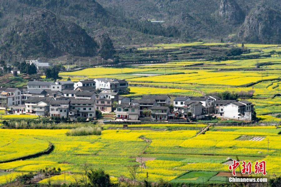 Rapeseed flowers in full bloom at Wanfenglin scenic spot in Xingyi City, Southwest China’s Guizhou Province, Feb. 21, 2019. With rapeseed fields spanning 667 hectares, the scenic spot is a huge attraction to tourists who like the yellow flowers. (Photo: China News Service/He Junyi)