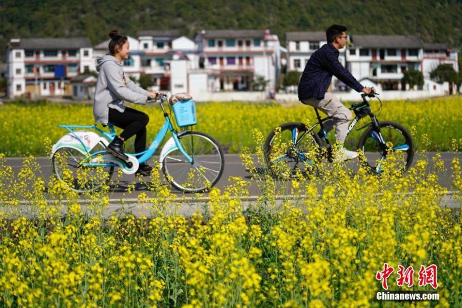 Rapeseed flowers in full bloom at Wanfenglin scenic spot in Xingyi City, Southwest China’s Guizhou Province, Feb. 21, 2019. With rapeseed fields spanning 667 hectares, the scenic spot is a huge attraction to tourists who like the yellow flowers. (Photo: China News Service/He Junyi)