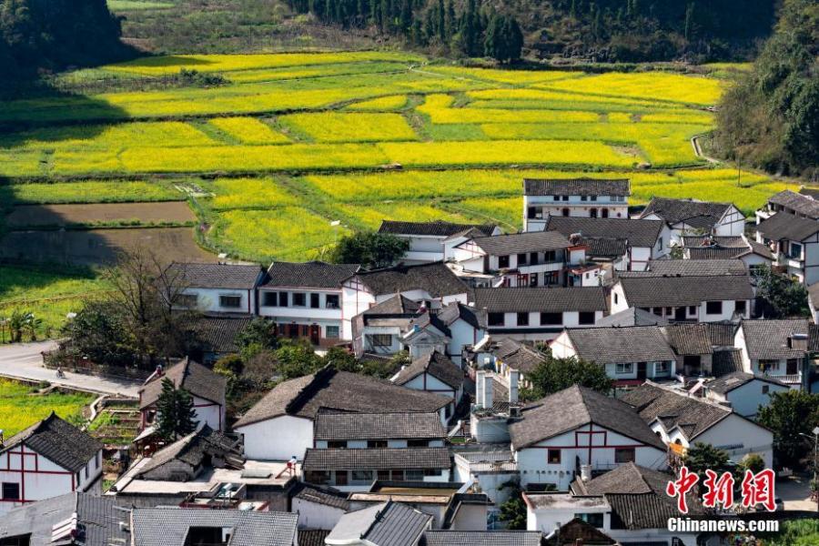 Rapeseed flowers in full bloom at Wanfenglin scenic spot in Xingyi City, Southwest China’s Guizhou Province, Feb. 21, 2019. With rapeseed fields spanning 667 hectares, the scenic spot is a huge attraction to tourists who like the yellow flowers. (Photo: China News Service/He Junyi)