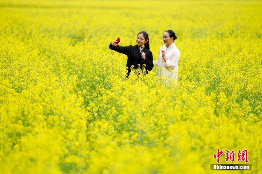 Rapeseed flowers in full bloom at Wanfenglin scenic spot in Xingyi City, Southwest China’s Guizhou Province, Feb. 21, 2019. With rapeseed fields spanning 667 hectares, the scenic spot is a huge attraction to tourists who like the yellow flowers. (Photo: China News Service/He Junyi)