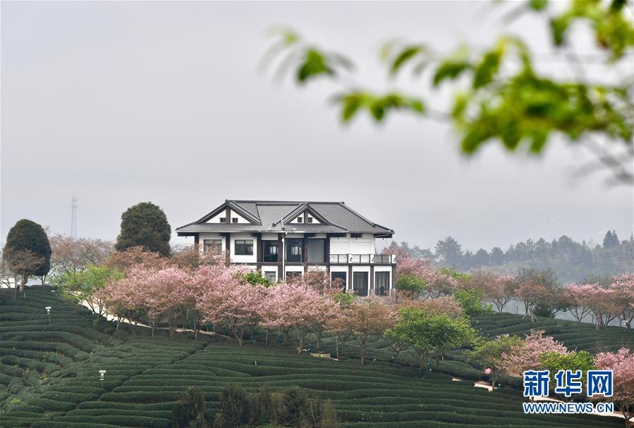 （社會）（2）福建漳平：打造“花樣”產業