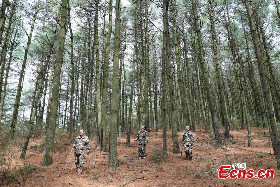 Triplet brothers Zhang Zhong (L), Zhang Hua (C), and Zhang Jian patrol in the Gonglongping state-owned tree farm in Bijie City, Guizhou Province, March 10, 2019. Influenced by their father, the three brothers began to work as rangers in the farm in 1981. The tree farm covers an area of 53,300 mu (3,553 hectares) and the brothers usually walk approximately 30 kilometers on average per working day. Guizhou has about 3,000 registered rangers who work in tree farms totalling 5.55 million mu. (Photo: China News Service/Qu Honglun)