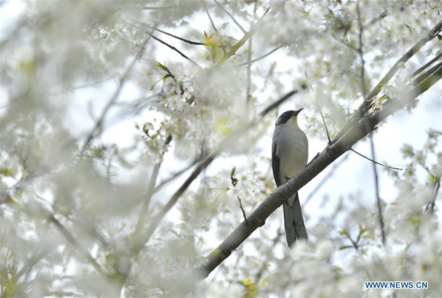 A bird is seen on a flowering tree at Changyangou Village of Wanzhai Township in Xuan\'en County, central China\'s Hubei Province, March 14, 2019. (Xinhua/Song Wen)