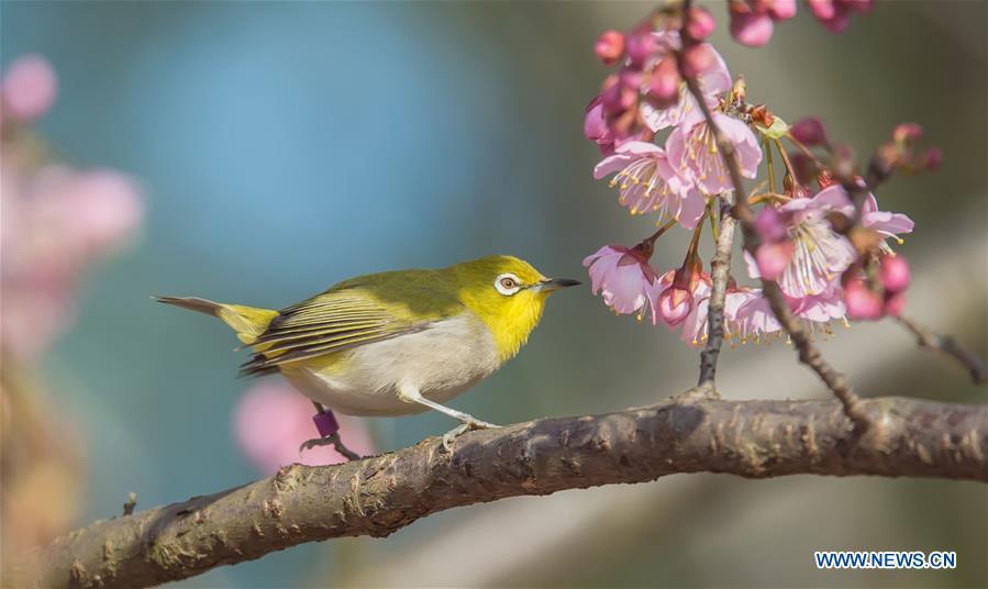 A bird is seen on a flowering tree at a scenic spot in Wuxi, east China\'s Jiangsu Province, March 14, 2019. (Xinhua/Pan Zhengguang)