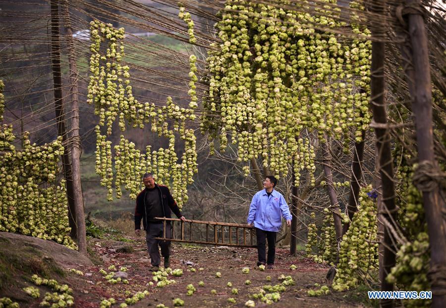 CHINA-CHONGQING-ECONOMY-PICKLE (CN)