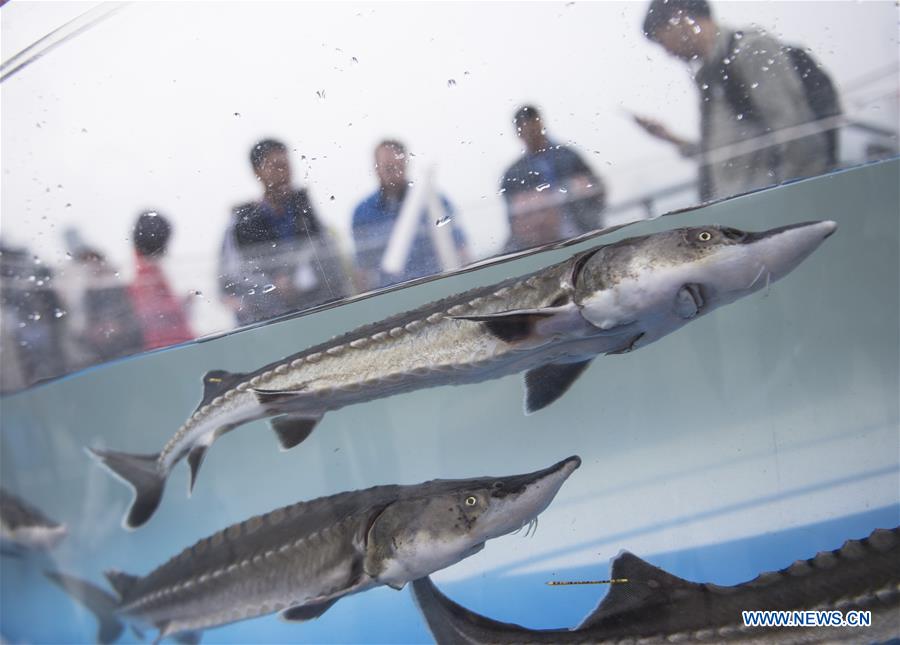 CHINA-HUBEI-YICHANG-YANGTZE RIVER-STURGEON-RELEASE (CN)