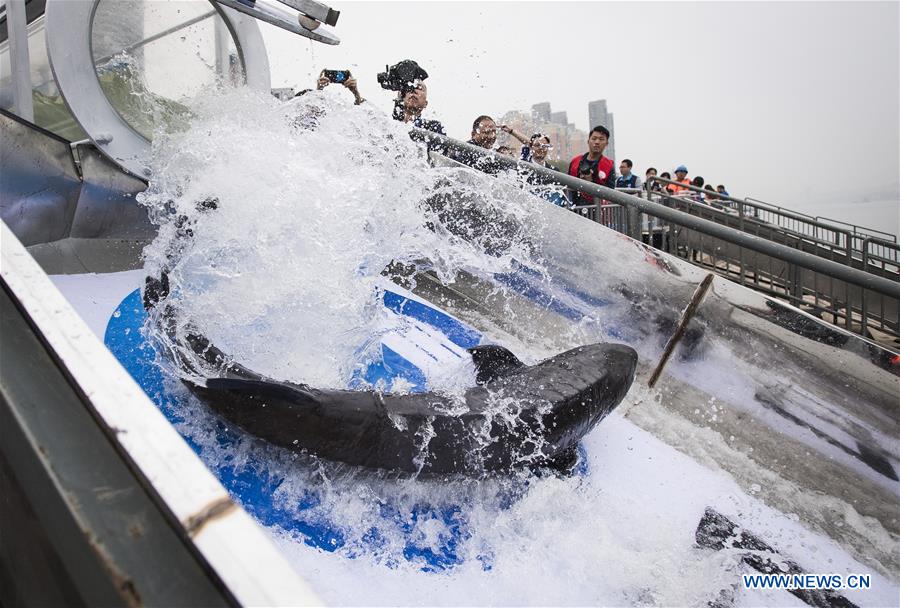 CHINA-HUBEI-YICHANG-YANGTZE RIVER-STURGEON-RELEASE (CN)