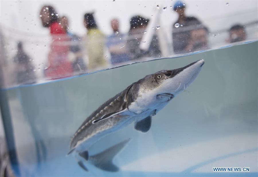 CHINA-HUBEI-YICHANG-YANGTZE RIVER-STURGEON-RELEASE (CN)