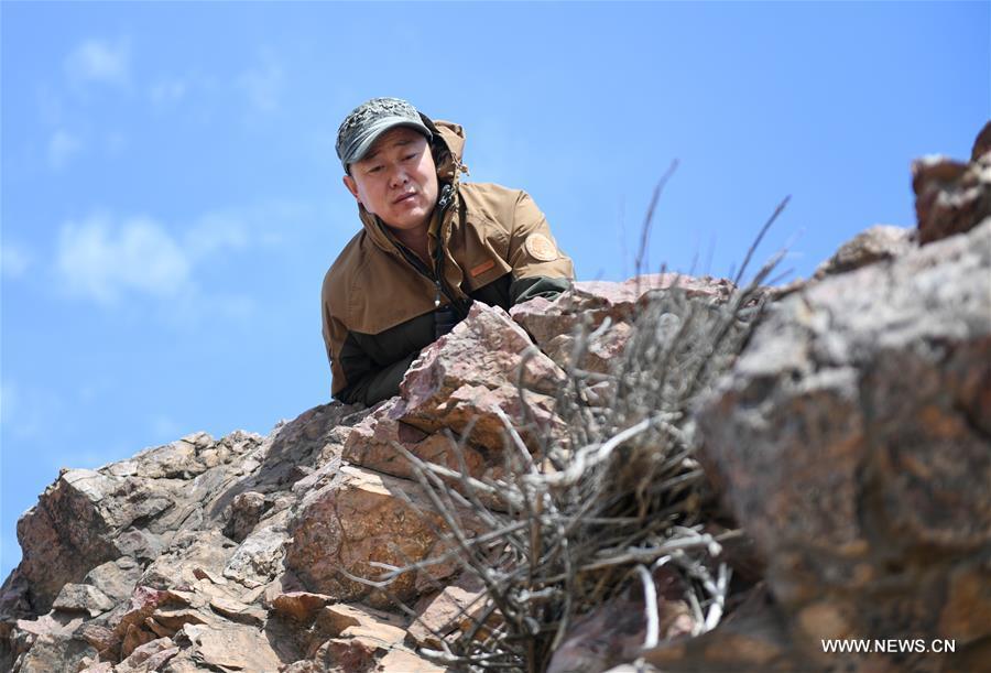 Shuanglong, a man of Mongolian ethnic group, checks a newly-built nest of steppe eagle on the cliff along the Hulun Lake in the Hulun Buir City, north China\'s Inner Mongolia Autonomous Region, April 12, 2019. Shuanglong, a volunteer born in the 1980s, has been dedicated to protecting wildlife inhabiting along the Hulun Lake over the past ten years. Over 40 endangered animals have been saved through his efforts. Shuanglong has organized various activities including photo exhibitions and lectures, as a way to raise awareness of wildlife protection among the public. Affected by Shuanglong, some volunteers also joined him to protect wildlife along the Hulun Lake. (Xinhua/Peng Yuan)