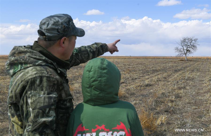 Shuanglong, a man of Mongolian ethnic group, and his son look at a newly-built nest of upland buzzard on their way to the Hulun Lake in New Barag Right Banner of the Hulun Buir City, north China\'s Inner Mongolia Autonomous Region, April 13, 2019. Shuanglong, a volunteer born in the 1980s, has been dedicated to protecting wildlife inhabiting along the Hulun Lake over the past ten years. Over 40 endangered animals have been saved through his efforts. Shuanglong has organized various activities including photo exhibitions and lectures, as a way to raise awareness of wildlife protection among the public. Affected by Shuanglong, some volunteers also joined him to protect wildlife along the Hulun Lake. (Xinhua/Peng Yuan)