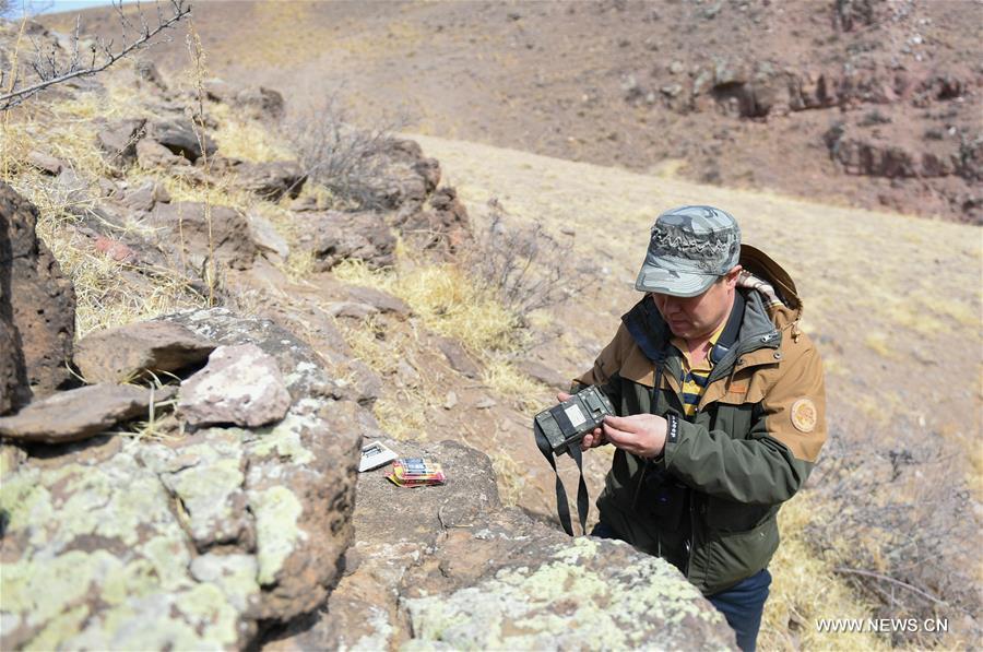 Shuanglong, a man of Mongolian ethnic group, installs an infrared camera near the mouth of a cave that the wolf may inhabit inside a valley along the Hulun Lake in the Hulun Buir City, north China\'s Inner Mongolia Autonomous Region, April 12, 2019. Shuanglong, a volunteer born in the 1980s, has been dedicated to protecting wildlife inhabiting along the Hulun Lake over the past ten years. Over 40 endangered animals have been saved through his efforts. Shuanglong has organized various activities including photo exhibitions and lectures, as a way to raise awareness of wildlife protection among the public. Affected by Shuanglong, some volunteers also joined him to protect wildlife along the Hulun Lake. (Xinhua/Peng Yuan)