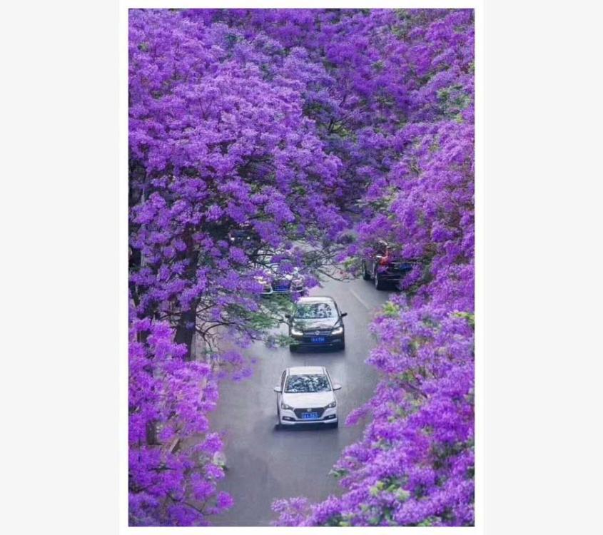 Blooming blue jacaranda attracts tourists nationwide, who pour into Kunming city in Southwest China\'s Yunnan Province every April. The brightly colored blooms create a romantic landscape on the city\'s streets. The petals of the purple flower fill the air when they fall off the trees and gently float to the ground below.  (Photo provided to chinadaily.com.cn)