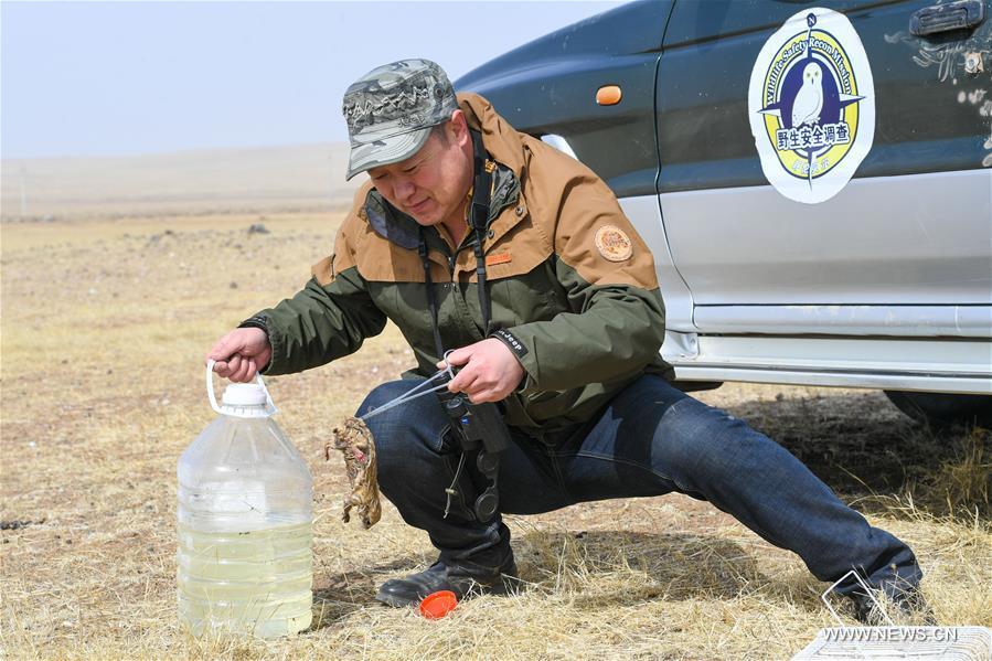 Shuanglong, a man of Mongolian ethnic group, prepares to feed a rat to an eagle owl at a grassland along the Hulun Lake in the Hulun Buir City, north China\'s Inner Mongolia Autonomous Region, April 12, 2019. Shuanglong, a volunteer born in the 1980s, has been dedicated to protecting wildlife inhabiting along the Hulun Lake over the past ten years. Over 40 endangered animals have been saved through his efforts. Shuanglong has organized various activities including photo exhibitions and lectures, as a way to raise awareness of wildlife protection among the public. Affected by Shuanglong, some volunteers also joined him to protect wildlife along the Hulun Lake. (Xinhua/Peng Yuan)