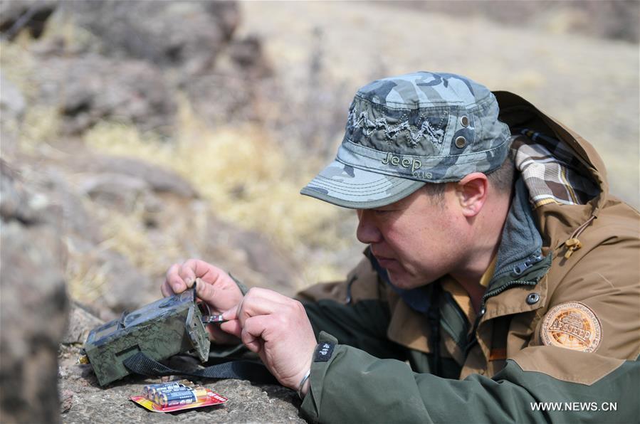 Shuanglong, a man of Mongolian ethnic group, installs an infrared camera near the mouth of a cave that the wolf may inhabit inside a valley along the Hulun Lake in the Hulun Buir City, north China\'s Inner Mongolia Autonomous Region, April 12, 2019. Shuanglong, a volunteer born in the 1980s, has been dedicated to protecting wildlife inhabiting along the Hulun Lake over the past ten years. Over 40 endangered animals have been saved through his efforts. Shuanglong has organized various activities including photo exhibitions and lectures, as a way to raise awareness of wildlife protection among the public. Affected by Shuanglong, some volunteers also joined him to protect wildlife along the Hulun Lake. (Xinhua/Peng Yuan)