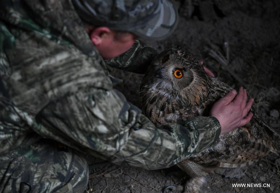 Shuanglong, a man of Mongolian ethnic group, takes an eagle owl for training before releasing it into the wild at the storeroom of his home in New Barag Right Banner of the Hulun Buir City, north China\'s Inner Mongolia Autonomous Region, April 13, 2019. Shuanglong, a volunteer born in the 1980s, has been dedicated to protecting wildlife inhabiting along the Hulun Lake over the past ten years. Over 40 endangered animals have been saved through his efforts. Shuanglong has organized various activities including photo exhibitions and lectures, as a way to raise awareness of wildlife protection among the public. Affected by Shuanglong, some volunteers also joined him to protect wildlife along the Hulun Lake. (Xinhua/Peng Yuan)