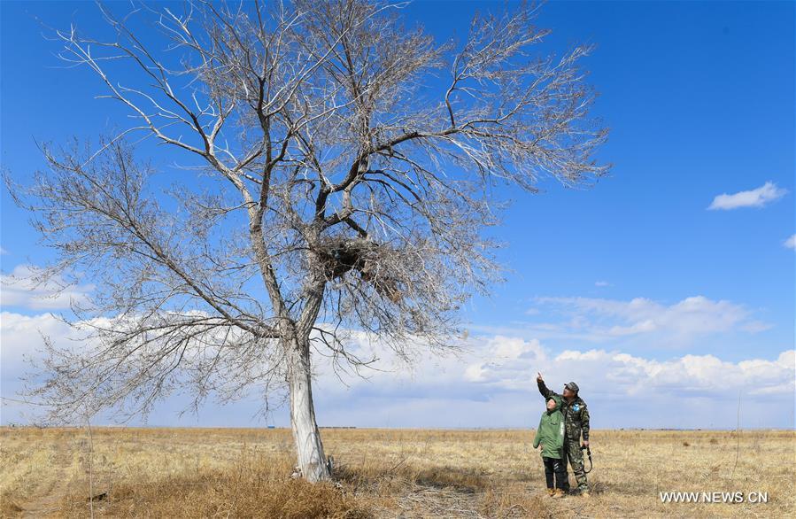 Shuanglong, a man of Mongolian ethnic group, and his son look at a newly-built nest of upland buzzard on their way to the Hulun Lake in New Barag Right Banner of the Hulun Buir City, north China\'s Inner Mongolia Autonomous Region, April 13, 2019. Shuanglong, a volunteer born in the 1980s, has been dedicated to protecting wildlife inhabiting along the Hulun Lake over the past ten years. Over 40 endangered animals have been saved through his efforts. Shuanglong has organized various activities including photo exhibitions and lectures, as a way to raise awareness of wildlife protection among the public. Affected by Shuanglong, some volunteers also joined him to protect wildlife along the Hulun Lake. (Xinhua/Peng Yuan)