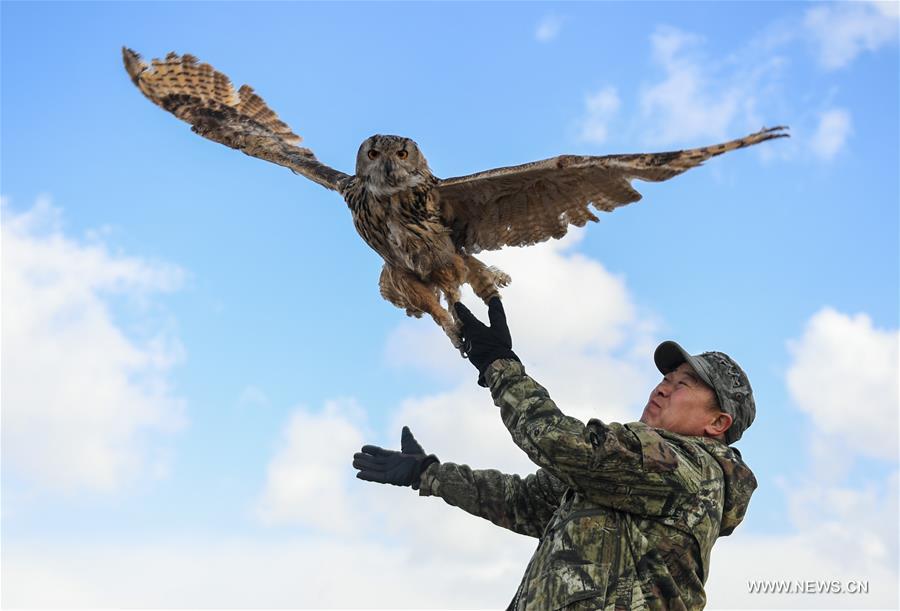 Shuanglong, a man of Mongolian ethnic group, trains an eagle owl before releasing it into the wild along the Hulun Lake in the Hulun Buir City, north China\'s Inner Mongolia Autonomous Region, April 13, 2019. Shuanglong, a volunteer born in the 1980s, has been dedicated to protecting wildlife inhabiting along the Hulun Lake over the past ten years. Over 40 endangered animals have been saved through his efforts. Shuanglong has organized various activities including photo exhibitions and lectures, as a way to raise awareness of wildlife protection among the public. Affected by Shuanglong, some volunteers also joined him to protect wildlife along the Hulun Lake. (Xinhua/Peng Yuan)