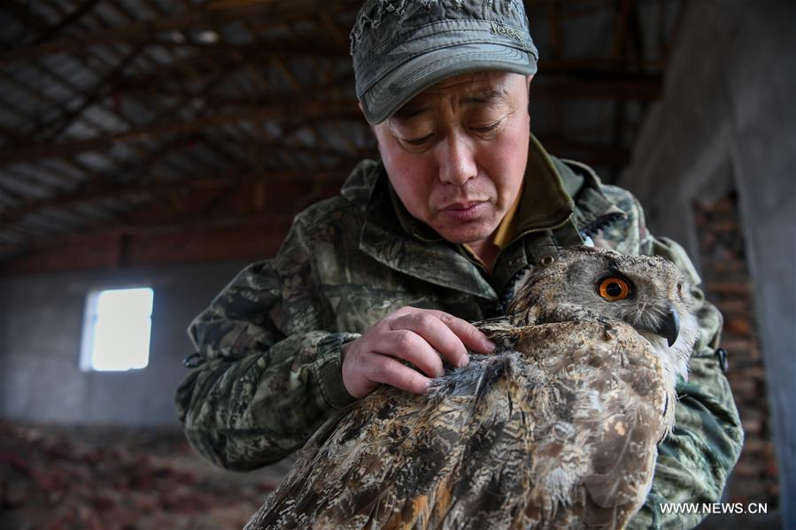 Shuanglong, a man of Mongolian ethnic group, checks an injured eagle owl at the storeroom of his home in New Barag Right Banner of the Hulun Buir City, north China\'s Inner Mongolia Autonomous Region, April 13, 2019. Shuanglong, a volunteer born in the 1980s, has been dedicated to protecting wildlife inhabiting along the Hulun Lake over the past ten years. Over 40 endangered animals have been saved through his efforts. Shuanglong has organized various activities including photo exhibitions and lectures, as a way to raise awareness of wildlife protection among the public. Affected by Shuanglong, some volunteers also joined him to protect wildlife along the Hulun Lake. (Xinhua/Peng Yuan)