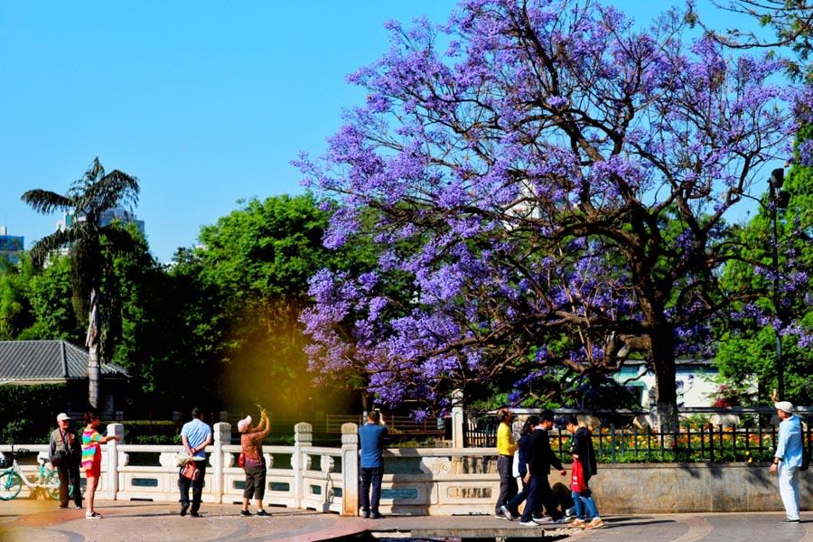 People stroll and take photos of jacaranda as the purple flowers come into full bloom in April.  (Photo provided to chinadaily.com.cn)