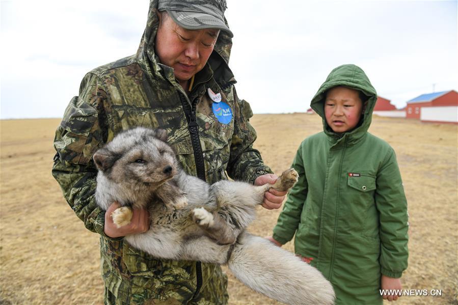 Shuanglong, a man of Mongolian ethnic group, takes his son to train an injured corsac fox before releasing it into the wild at a grassland along the Hulun Lake in the Hulun Buir City, north China\'s Inner Mongolia Autonomous Region, April 13, 2019. Shuanglong, a volunteer born in the 1980s, has been dedicated to protecting wildlife inhabiting along the Hulun Lake over the past ten years. Over 40 endangered animals have been saved through his efforts. Shuanglong has organized various activities including photo exhibitions and lectures, as a way to raise awareness of wildlife protection among the public. Affected by Shuanglong, some volunteers also joined him to protect wildlife along the Hulun Lake. (Xinhua/Peng Yuan)