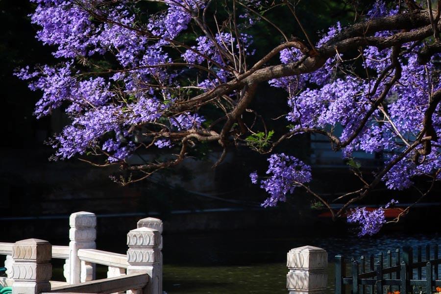 Blooming blue jacaranda attracts tourists nationwide, who pour into Kunming city in Southwest China\'s Yunnan Province every April. (Photo provided to chinadaily.com.cn)
