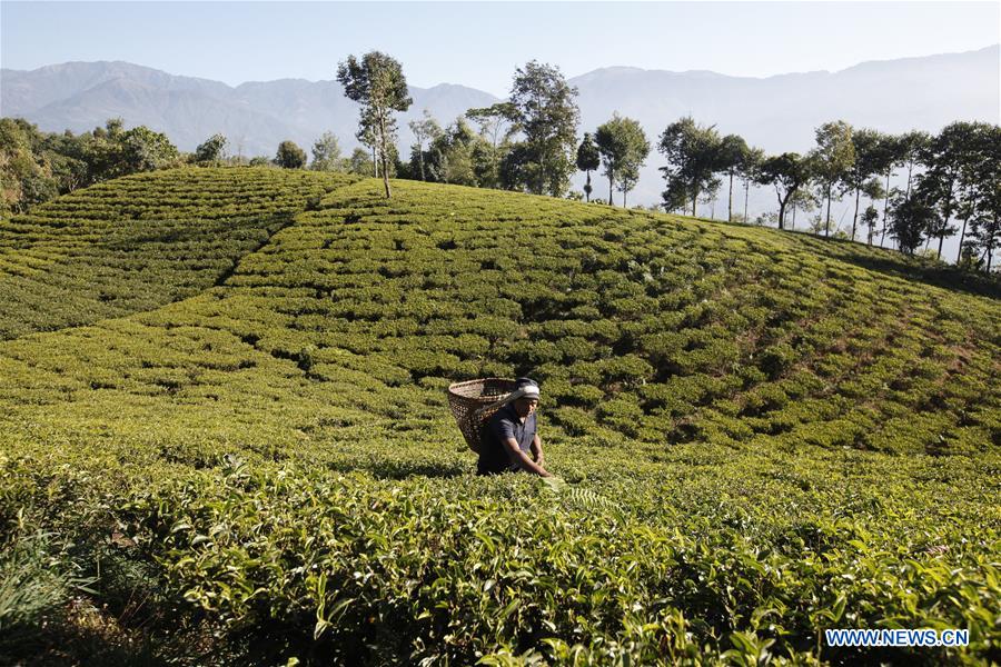 (CDAC)CHINA-BEIJING-ASIAN TEA CULTURE