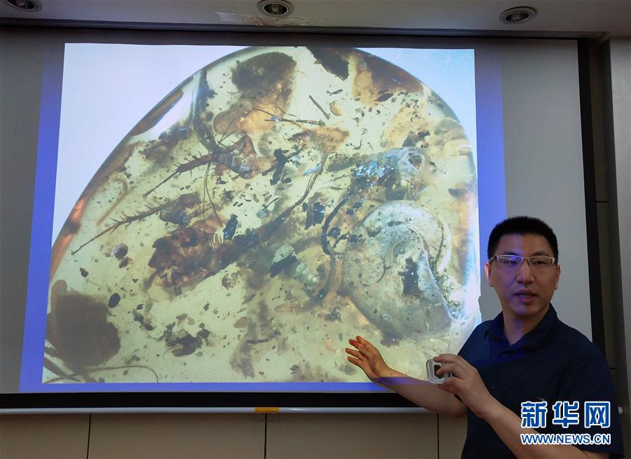 （圖文互動）（2）中國科學家在琥珀中發現史前海洋動物