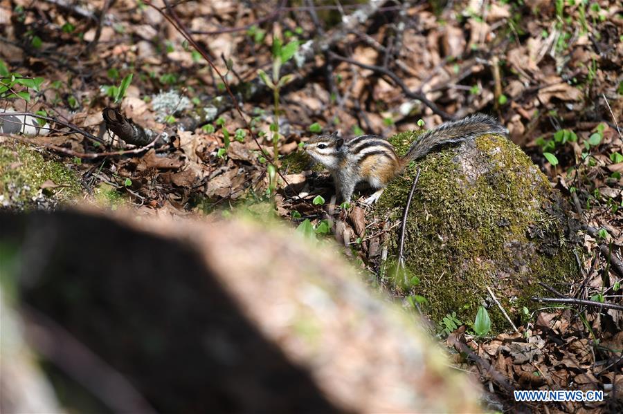 CHINA-YICHUN-NATIONAL FOREST PARK (CN)