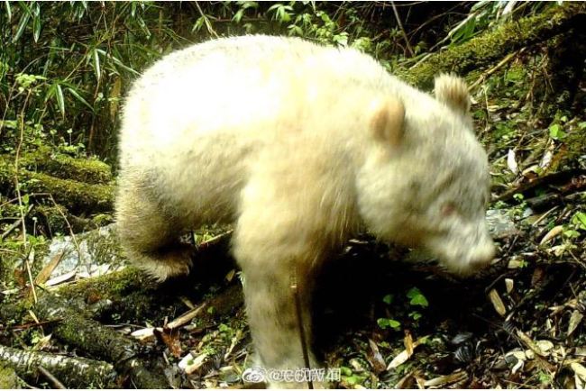 A rare all-white panda captured on cameras in the Wolong National Nature Reserve in Sichuan Province [Photo: CCTV]