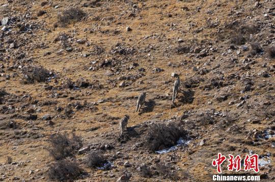 Three snow leopards are spotted in Qilian Mountain National Park in northwest China's Qinghai Province on May 23, 2019. [Photo: Qilian Mountain National Park administration]