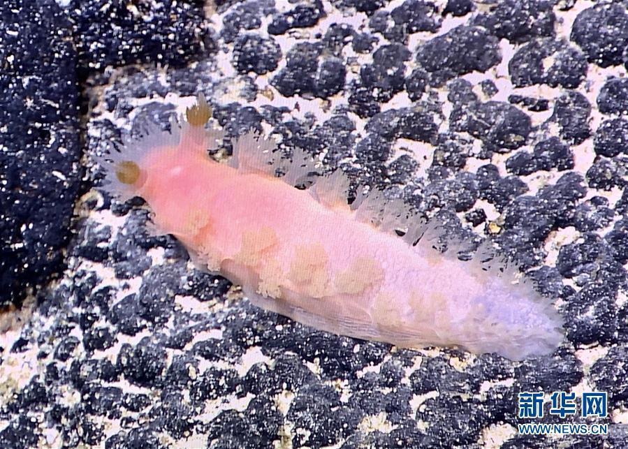 A marine organism found by unmanned remote sensing submersible Faxian (Discovery), which was released from the research vessel Kexue (Science) in the Mariana Trench, the world\'s deepest natural trench, May 27, 2019. Researchers will study the topography, hydrology and bioecology of the western Pacific Ocean\'s typical seamount during an expedition to the little-known seamounts in the Mariana Trench. (Photo/Xinhua)