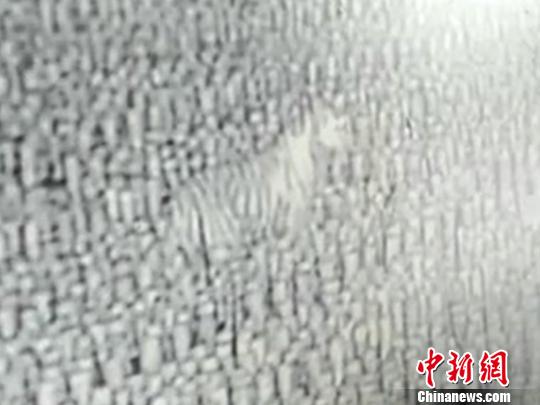 吉林：东北虎闯进村民木耳地并咬伤家犬