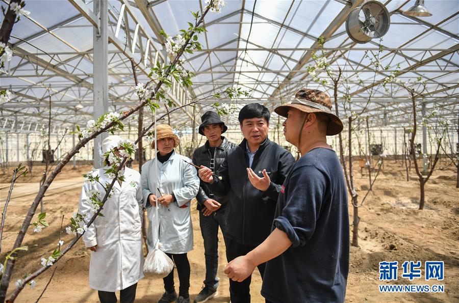 （脫貧攻堅·圖文互動）（5）北京平谷桃花雪域高原綻放記