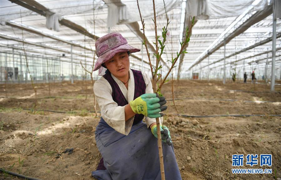 （脫貧攻堅·圖文互動）（3）北京平谷桃花雪域高原綻放記