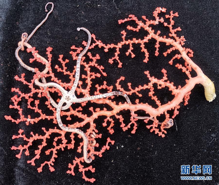 ��ͼ�Ļ�������6��������250������Ʒ�ɼ�������ѧ������̫��ɽ�ƿ��ɹ���˶