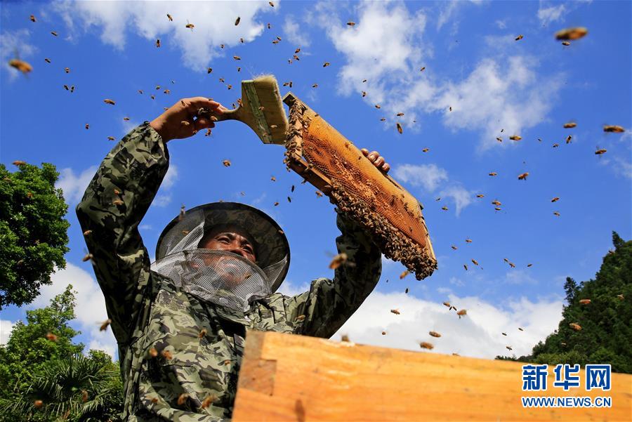 #（經濟）（6）懸崖採割夏至蜜