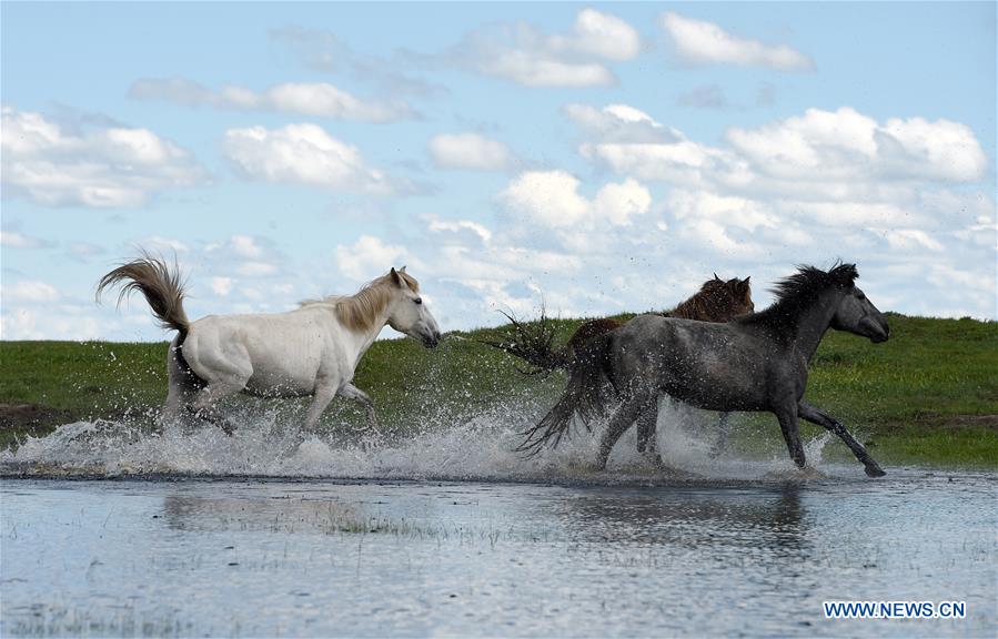 CHINA-GANSU-MAQU-HEQU HORSES (CN)