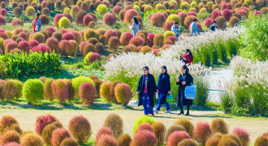 上海:五彩地肤草迎客来