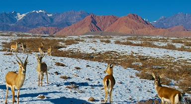 新疆溫宿:戈壁灘上的鵝喉羚