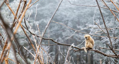 湖北神农架：雪中猴趣