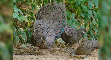 雲南德宏拍到灰孔雀雉開屏