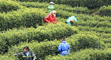 江西泰和:采摘春茶