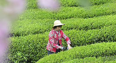湖北秭归:春茶采摘忙