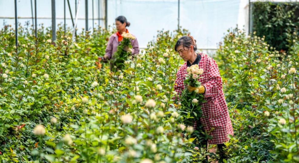 云南楚雄：“幸福花”开在家门口