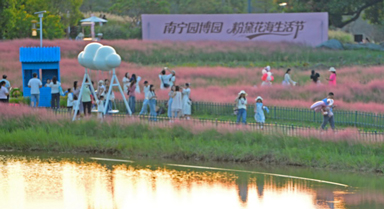 南宁园博园粉色花海迎客来
