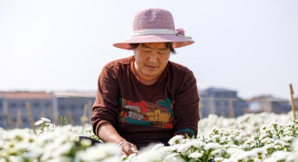 河南睢县：采摘菊花 供应市场